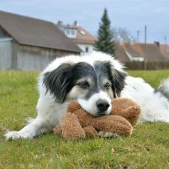 Petlando Moodles Bear -Zooplus Sales Shop 106623 petlando moodles bar hs 03 8