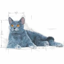 Royal Canin Instinctive 7+ In Gravy -Zooplus Sales Shop 113466 oralmature 1