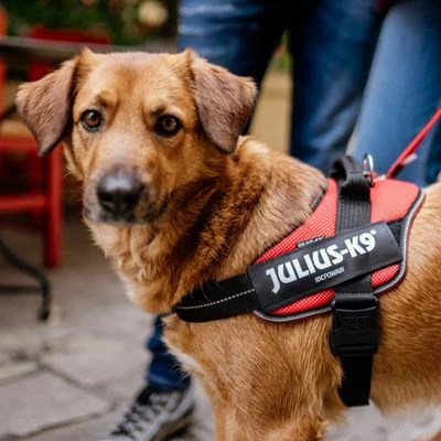 Julius K9 JULIUS-K9 IDC® Powair Harness - Orange - Image 2