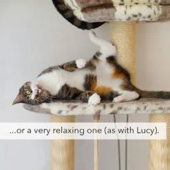 Kater Kasimir Catnip 12 Kater Kasimir Catnip -Zooplus Sales Shop 144896 asaquaristik kater kasimir katzenminze cat 60g hs 05 4