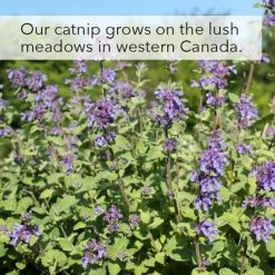 Kater Kasimir Catnip 13 Kater Kasimir Catnip -Zooplus Sales Shop 144896 asaquaristik kater kasimir katzenminze cat 60g hs 07 2