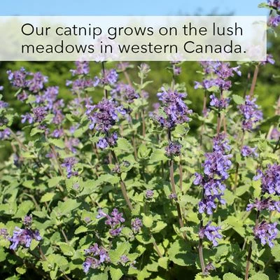 Kater Kasimir Catnip 7 Kater Kasimir Catnip - Image 5