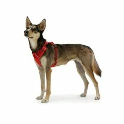 Ruffwear Front Range Dog Harness, Red Sumac 14 Ruffwear Front Range Dog Harness, Red Sumac -Zooplus Sales Shop 146300 accapi hundegeschirr front range harness brustumfang small rot 56 96cm hs 08 5 1