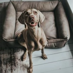 Hunter Bologna Dog Sofa - Stone -Zooplus Sales Shop 163796 hunter hundesofa bologna stein dog 90x70cm hs 10 4