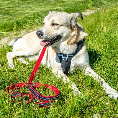 Petlando Pawz & Pepper Strong Dog Harness – Red/Black 10 Petlando Pawz & Pepper Strong Dog Harness – Red/Black - Image 8