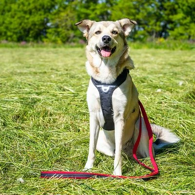 Petlando Pawz & Pepper Strong Dog Harness – Red/Black 5 Petlando Pawz & Pepper Strong Dog Harness – Red/Black - Image 3