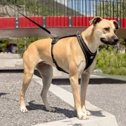 Curli Belka Comfort Harness - Black -Zooplus Sales Shop 176034 curli belka comfort geschirr schwarz hs 09 6