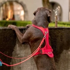 Curli Belka Comfort Harness - Red 12 Curli Belka Comfort Harness - Red -Zooplus Sales Shop 177196 curli belka comfort geschirr rot hs 10 2