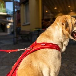 Curli Belka Comfort Harness - Red 16 Curli Belka Comfort Harness - Red -Zooplus Sales Shop 177196 curli belka comfort geschirr rot hs 11 1