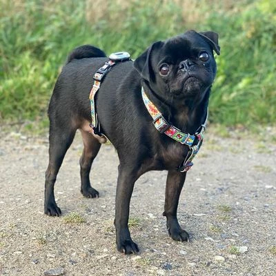 Max & Molly Comic Print H-Harness 4 Max & Molly Comic Print H-Harness - Image 2