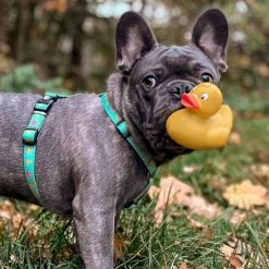 Max & Molly Ducklings H-Harness -Zooplus Sales Shop 190199 190200 190202 maxnmolly hg eschirr ducklings hs 02 8