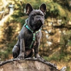 Max & Molly Ducklings H-Harness -Zooplus Sales Shop 190199 190200 190202 maxnmolly hg eschirr ducklings hs 03 5