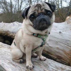 Max & Molly Donut Print H-Harness -Zooplus Sales Shop 190296 190297 190396 maxnmolly hg eschirr donuts hs 03 2