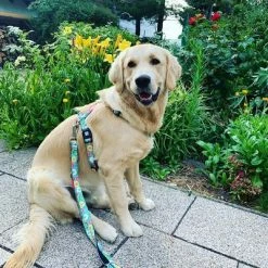 Max & Molly Donut Print H-Harness -Zooplus Sales Shop 190296 190297 190396 maxnmolly hg eschirr donuts hs 04 1