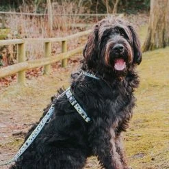 Max & Molly Black Sheep Multifunctional Dog Lead 14 Max & Molly Black Sheep Multifunctional Dog Lead -Zooplus Sales Shop 190402 190403 190404 maxnmolly multifunktionsleine blacksheep hs 03 7