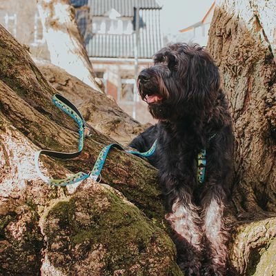 Max & Molly Black Sheep H-Harness 10 Max & Molly Black Sheep H-Harness - Image 8