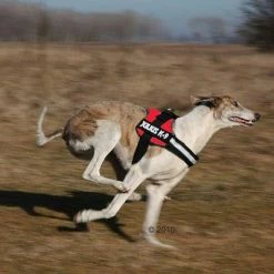 Julius K9 Power Harness - Red -Zooplus Sales Shop 191822 trixie powergeschir2 1