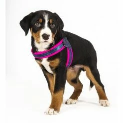 Max & Molly Q-Fit Harness Matrix Pink 11 Max & Molly Q-Fit Harness Matrix Pink -Zooplus Sales Shop 210400 209040 210401 209041 210496 210497 maxnmolly qfit g eschirr matrix pink hs 03 9