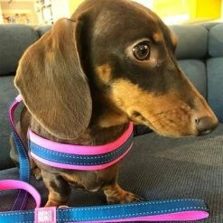 Max & Molly Q-Fit Harness Matrix Pink 13 Max & Molly Q-Fit Harness Matrix Pink -Zooplus Sales Shop 210400 209040 210401 209041 210496 210497 maxnmolly qfit g eschirr matrix pink hs 05 9