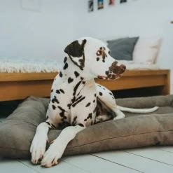 HUNTER Bologna Dog Bed - Stone -Zooplus Sales Shop 212954 212955 hunter hundebett bologna stein hs 07 0