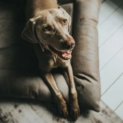 HUNTER Bologna Dog Bed - Stone -Zooplus Sales Shop 212954 212955 hunter hundebett bologna stein hs 09 5