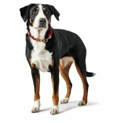 HUNTER Tinnum Dog Collar – Red/Beige -Zooplus Sales Shop 212967 214998 212969 212971 215096 215097 hunter halsung tinnum rotbeige hs 05 9