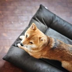 HUNTER Bologna Dog Bed - Black -Zooplus Sales Shop 214699 214700 hunter hundebett bologna schwarz hs 09 2