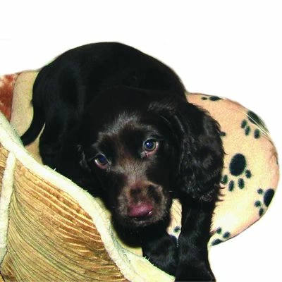 SnuggleSafe Heat Pad For Pets 6 SnuggleSafe Heat Pad For Pets - Image 4