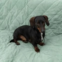 Modern Living Dog Blanket Victoria -Zooplus Sales Shop 318002 decke victoria fg 6050 2