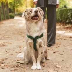 Nomad Tales Blush Harness - Emerald -Zooplus Sales Shop 323020 nomad tales blush geschirr emerald 05 7