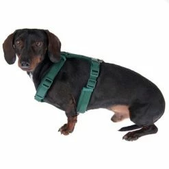 Nomad Tales Blush Harness - Emerald -Zooplus Sales Shop 323024 blush s fg 6931 5