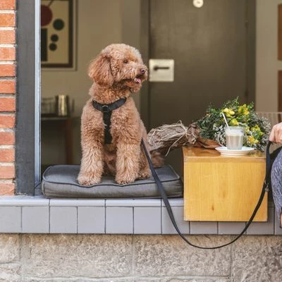 Nomad Tales Blush Harness - Ebony 7 Nomad Tales Blush Harness - Ebony - Image 5