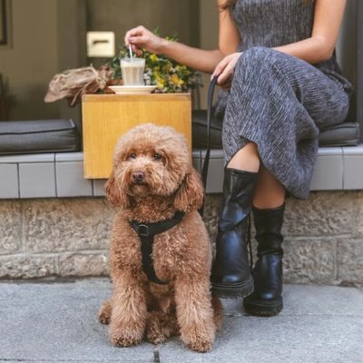 Nomad Tales Blush Harness - Ebony 5 Nomad Tales Blush Harness - Ebony - Image 3