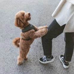 Nomad Tales Calma Harness - Ebony -Zooplus Sales Shop 325796 nomad tales calma ebony 04 5