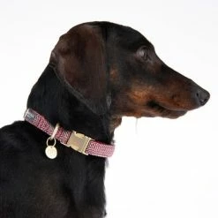 Nomad Tales Calma Collar, Burgundy -Zooplus Sales Shop 326204 calma m fg 7339 4 1