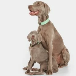 Nomad Tales Bloom Collar, Mint -Zooplus Sales Shop 326798 nomad tales bloom halsband mint 03 7