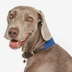 Nomad Tales Bloom Necklace, Sapphire -Zooplus Sales Shop 327096 nomad tales bloom halsband sapphire 02 2