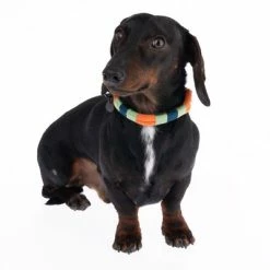 Nomad Tales Spirit Collar, Tangerine -Zooplus Sales Shop 328796 spirit xs fg 7642 9