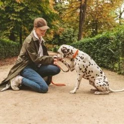 Nomad Tales Spirit Collar, Tangerine -Zooplus Sales Shop 328896 nomad tales halsband tangerine leine 02 8