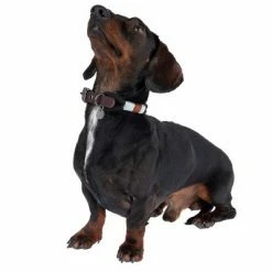 Nomad Tales Spirit Collar, Ebony 13 Nomad Tales Spirit Collar, Ebony -Zooplus Sales Shop 329001 spirit xs fg 7711 1