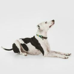 Nomad Tales Spirit Collar, Pine -Zooplus Sales Shop 329007 nomad tales spirit leinen halsbaender 03 8