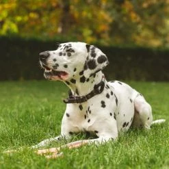 Nomad Tales Spirit Collar, Ebony 11 Nomad Tales Spirit Collar, Ebony -Zooplus Sales Shop 329196 nomad tales halsband leine ebony 02 7