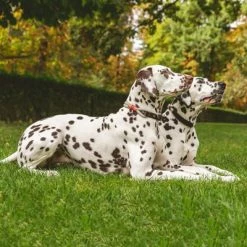 Nomad Tales Spirit Collar, Stone -Zooplus Sales Shop 329197 nomad tales spirit halsband stone 01 1