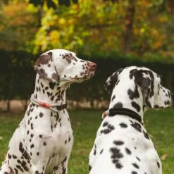 Nomad Tales Spirit Collar, Ebony 17 Nomad Tales Spirit Collar, Ebony -Zooplus Sales Shop 329197 nomad tales spirit halsband stone 02 7