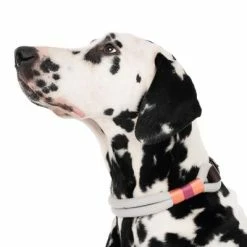 Nomad Tales Spirit Collar, Stone -Zooplus Sales Shop 329296 spirit l fg 7484 4