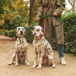 Nomad Tales Spirit Leash, Pine -Zooplus Sales Shop 329297 nomad tales spirit leine tangerine 05 0