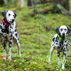 Rukka® Set Bliss Neon Collar & Leash, Pink 17 Rukka® Set Bliss Neon Collar & Leash, Pink -Zooplus Sales Shop 331496 331596 331696 331697 331796 331597 331598 rukk setbliss neon halsband leine pink hs 05 6