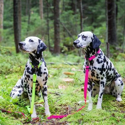 Rukka® Set Bliss Neon Collar & Leash, Pink 6 Rukka® Set Bliss Neon Collar & Leash, Pink - Image 4