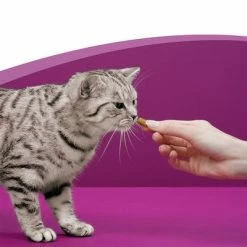 Whiskas Temptations Mixed Pack -Zooplus Sales Shop 348898 mars whiskas snacks mixpack 16x60g hs 05 1