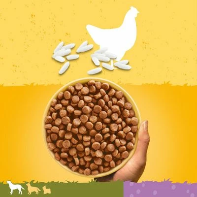 Pedigree Junior Maxi Complete - Chicken & Rice 4 Pedigree Junior Maxi Complete - Chicken & Rice - Image 2